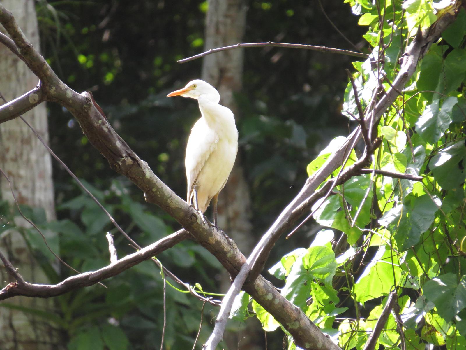 Cattle Egret Photo by Bonnie Clarfield-Bylin