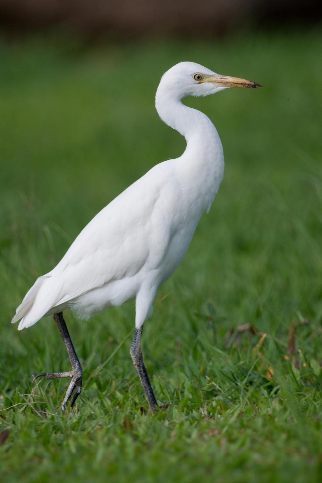 Cattle Egret Photo by Jesse Hodges