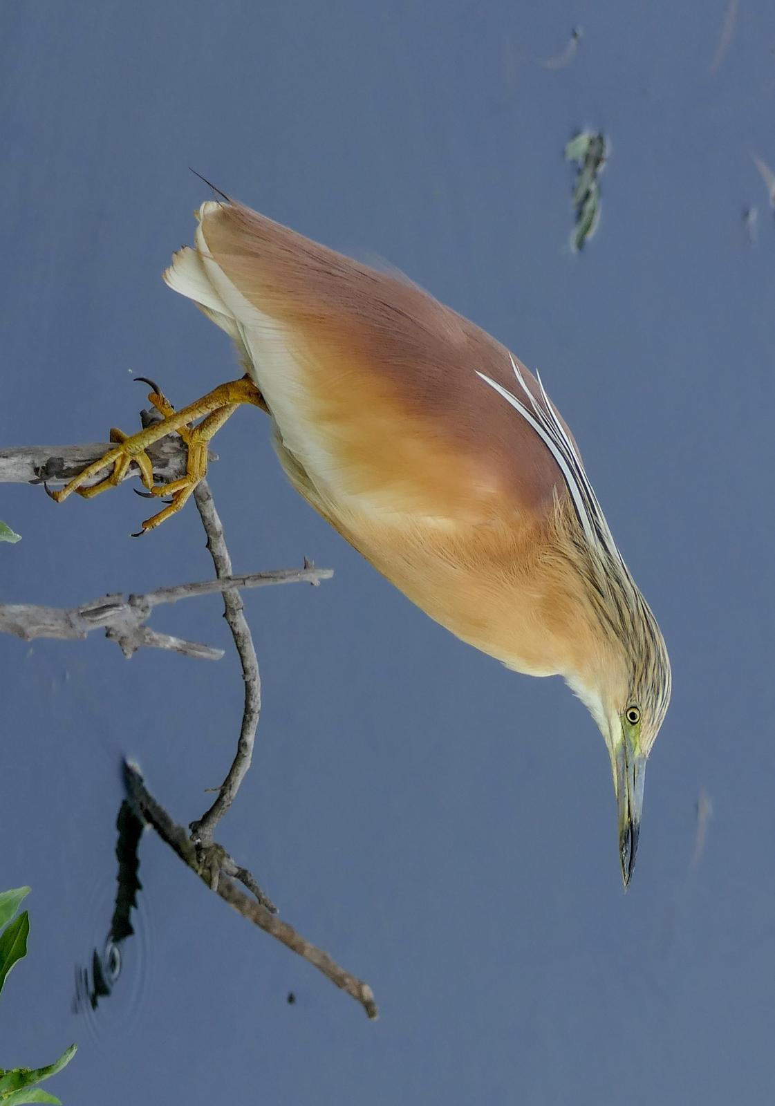 Squacco Heron Photo by Randy Siebert
