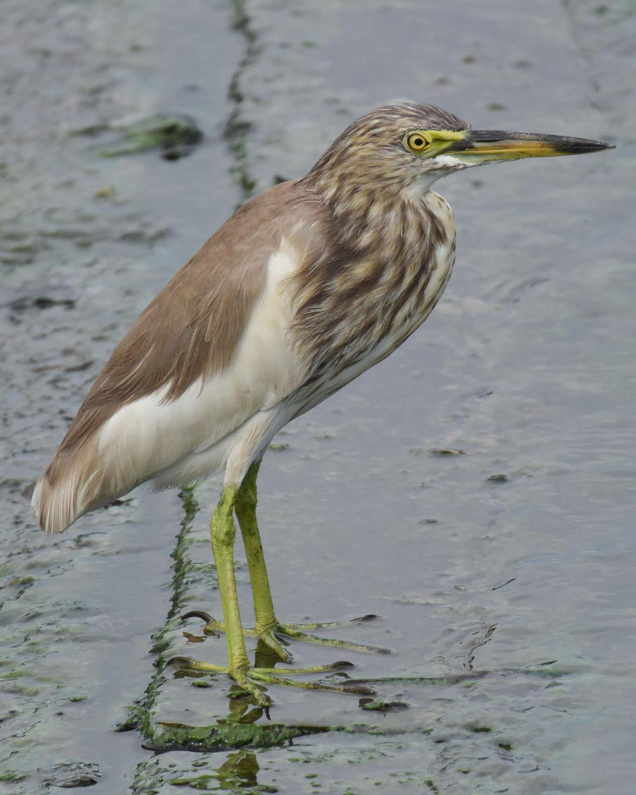 Indian Pond-Heron Photo by Steve Percival