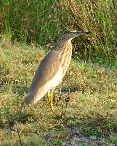 Indian Pond-Heron Photo by Sean Fitzgerald