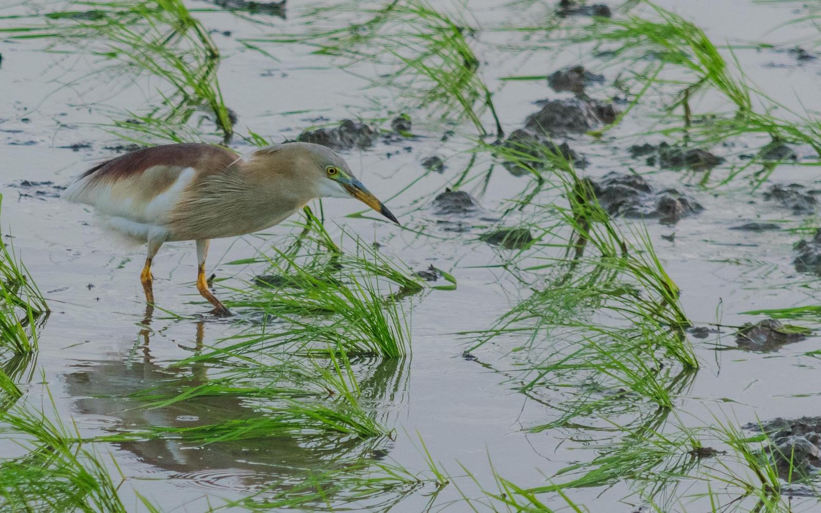 Indian Pond-Heron Photo by Keshava Mysore