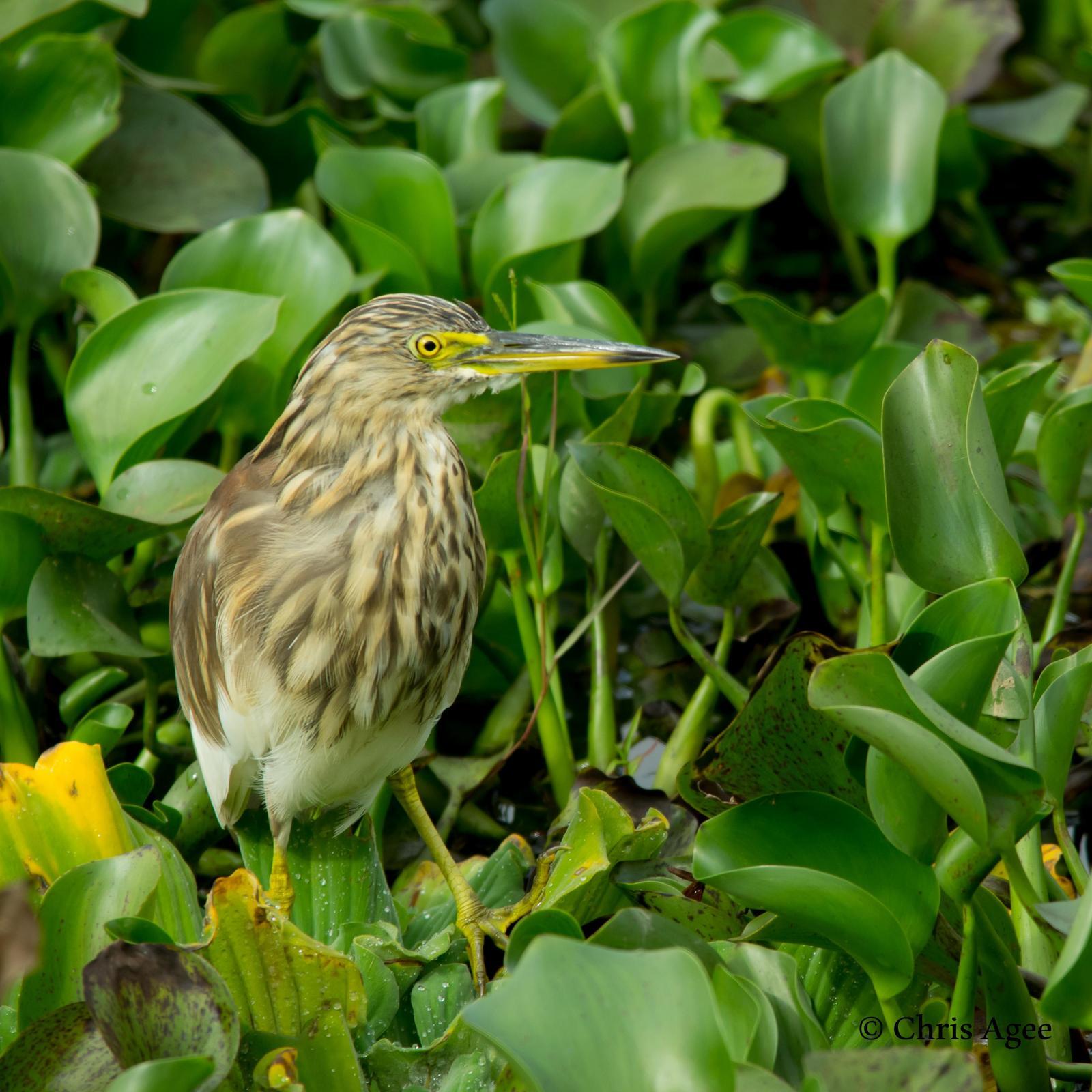 Indian Pond-Heron Photo by Chris Agee