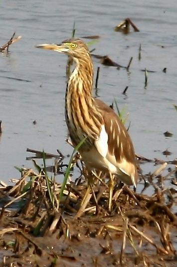 Chinese Pond-Heron Photo by Lee Harding