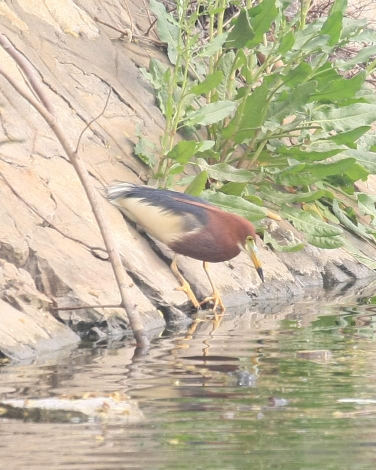 Chinese Pond-Heron Photo by Monte Taylor