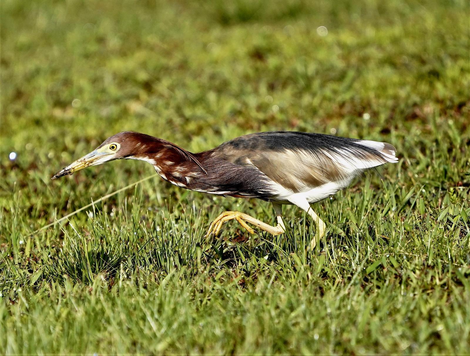 Chinese Pond-Heron Photo by Steven Cheong