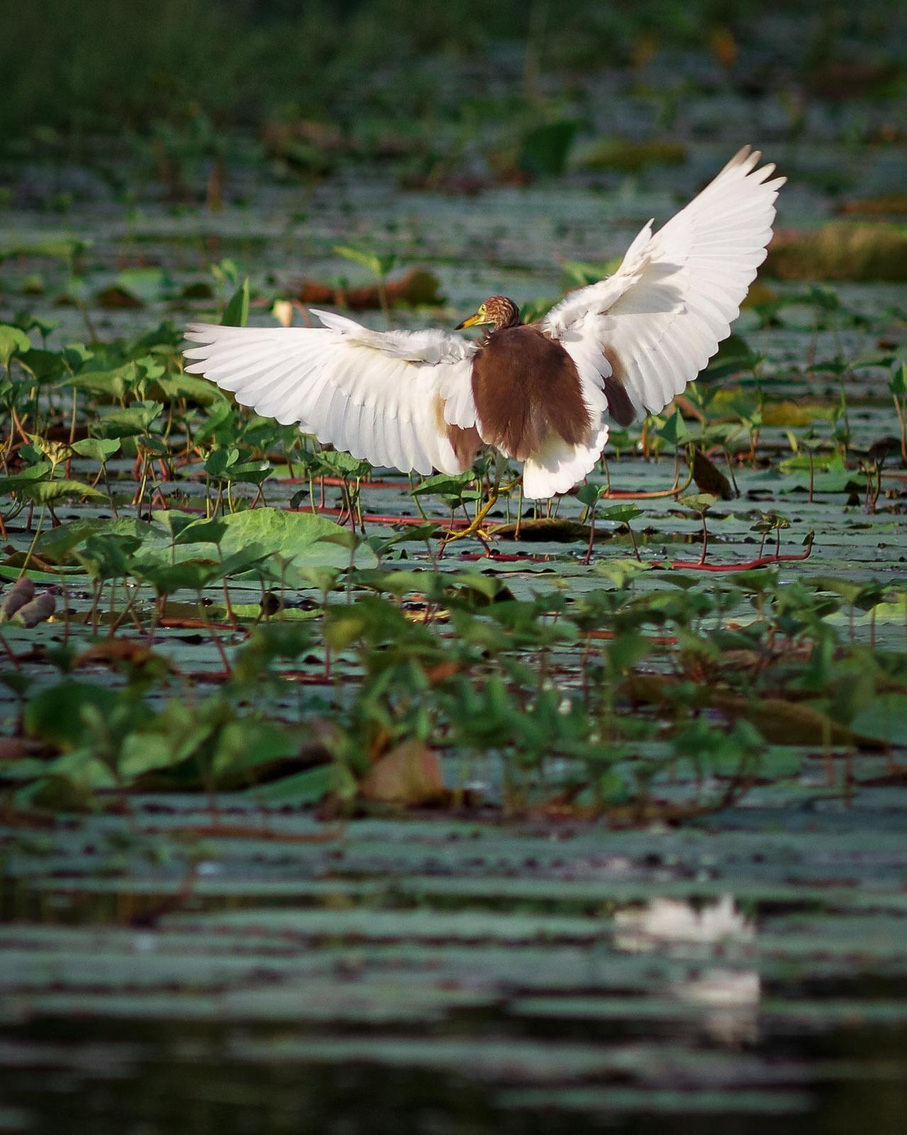 Chinese Pond-Heron Photo by Alan Fieldus