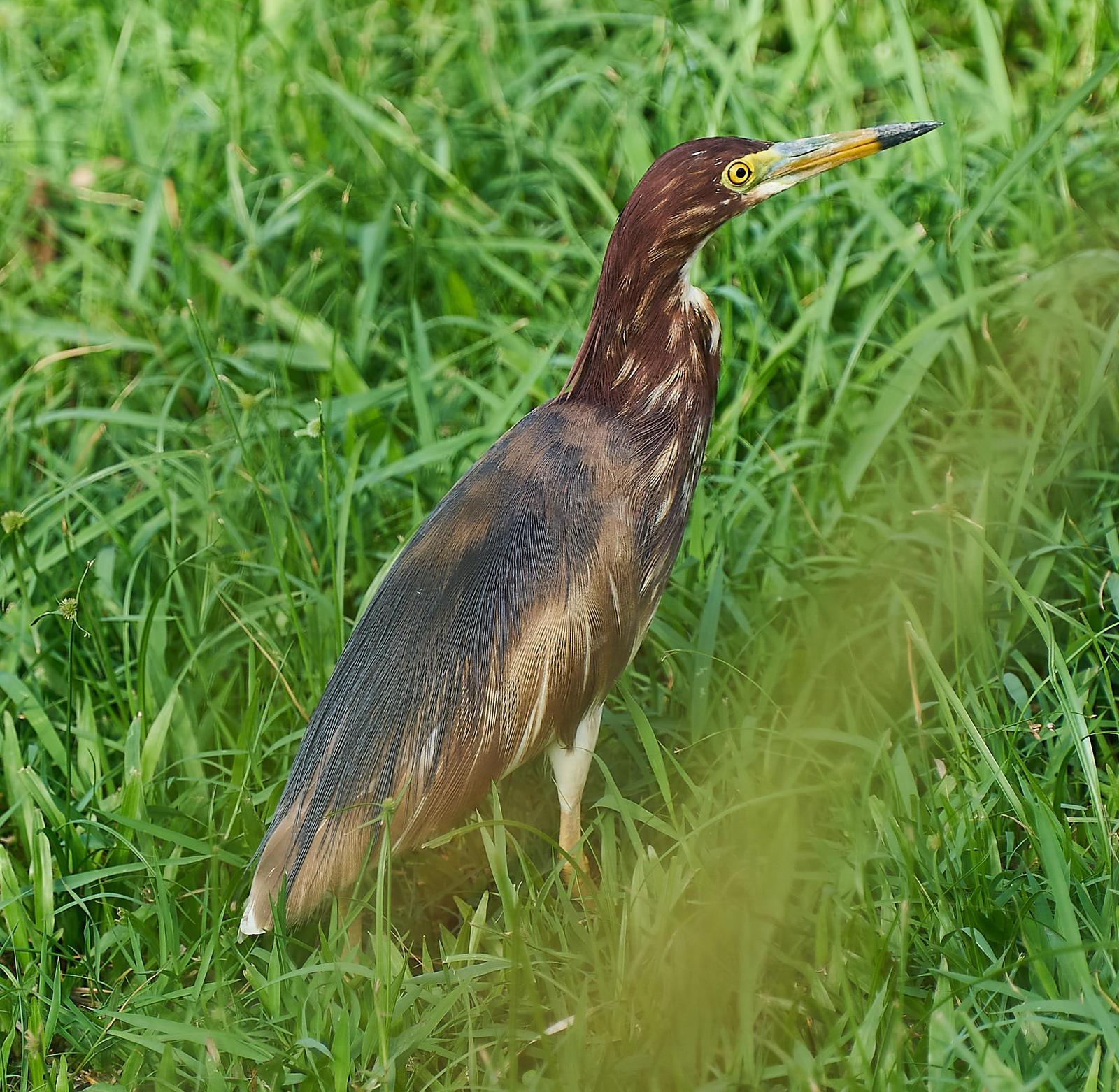 Chinese Pond-Heron Photo by Steven Cheong