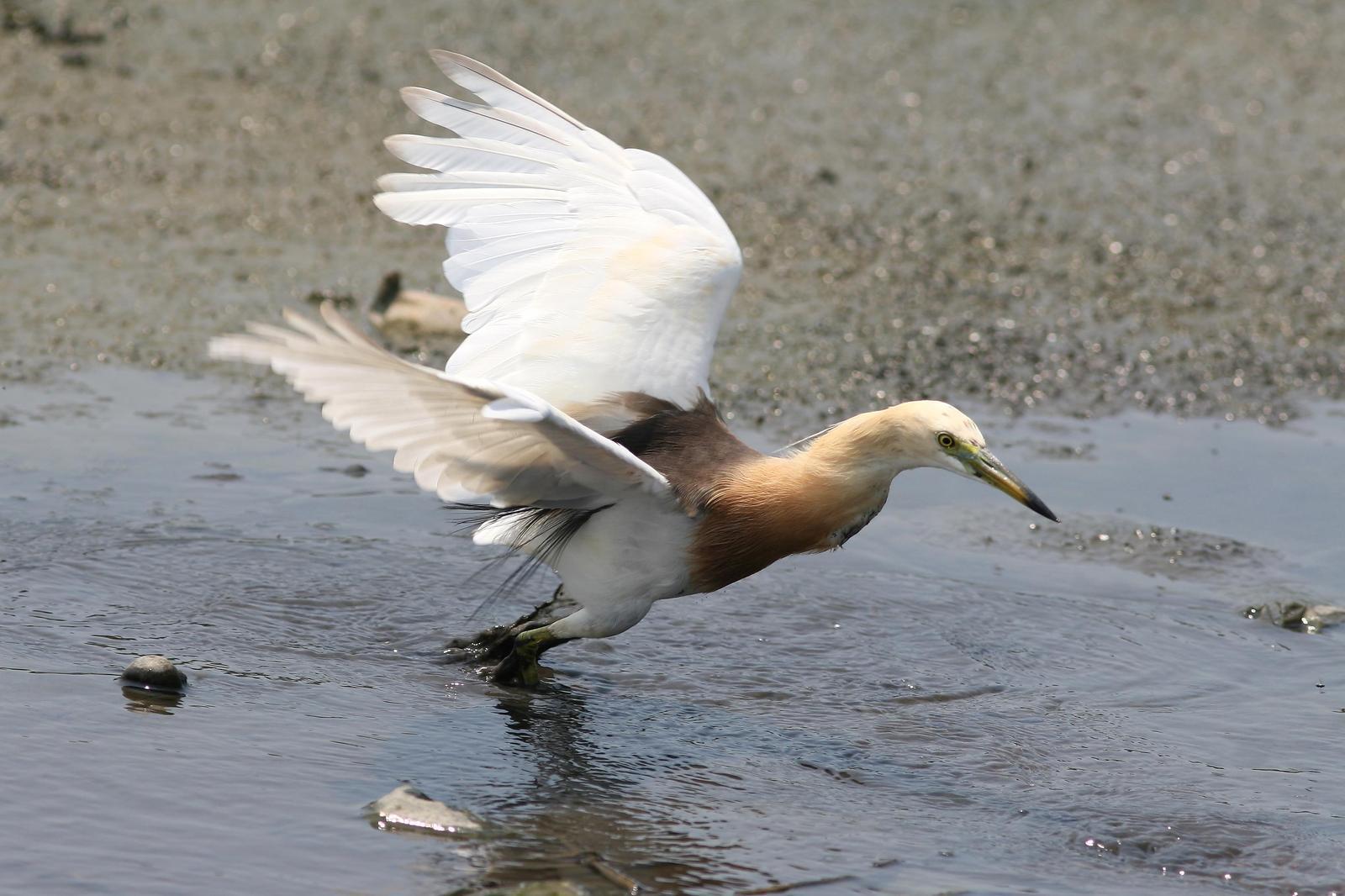 Javan Pond-Heron Photo by Mu-Chi Tsai