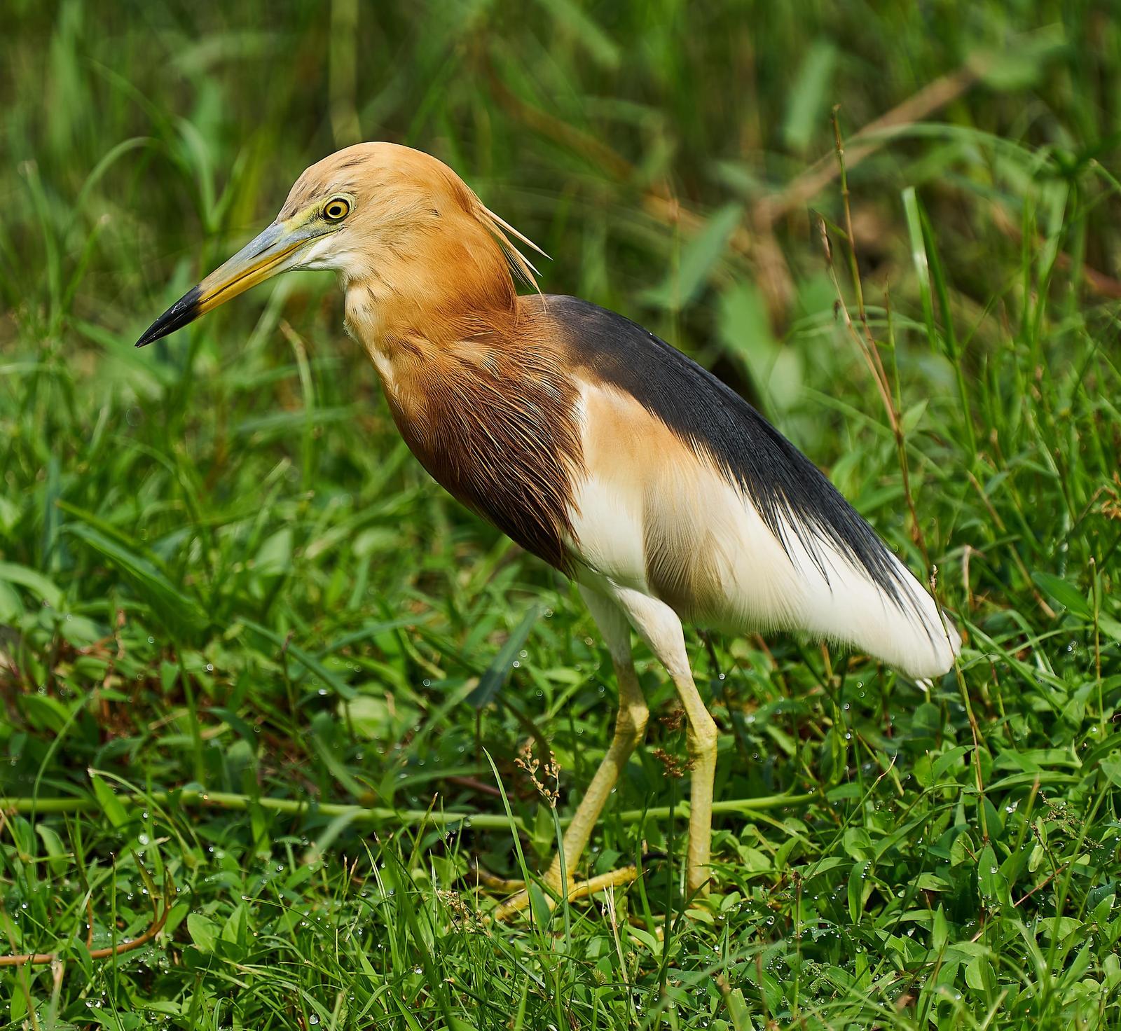 Javan Pond-Heron Photo by Steven Cheong