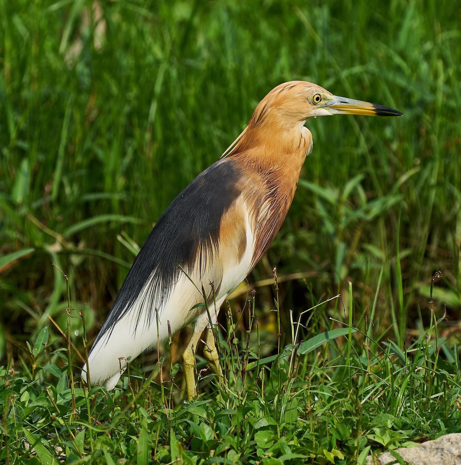 Javan Pond-Heron Photo by Steven Cheong