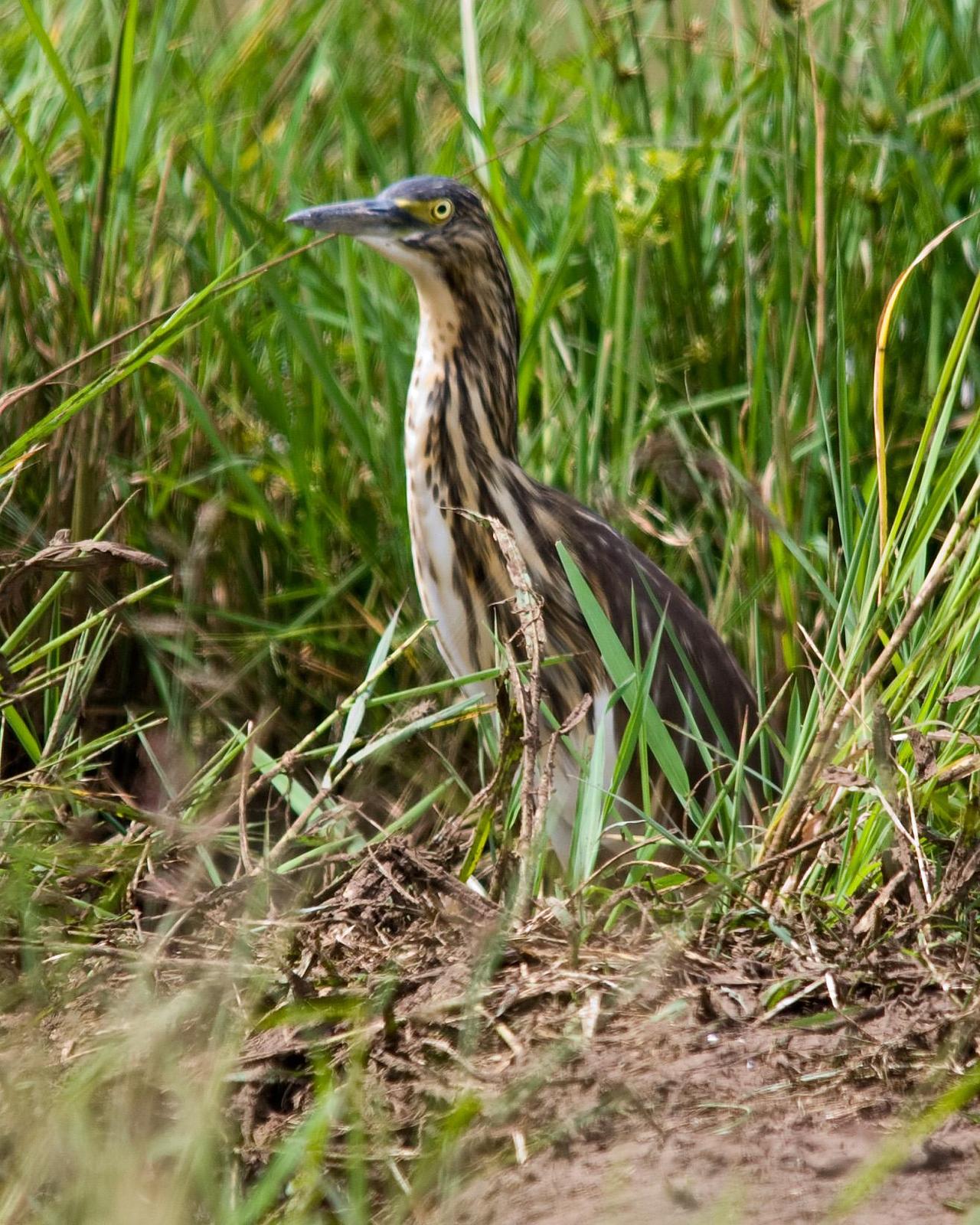 Madagascar Pond-Heron Photo by Carol Foil
