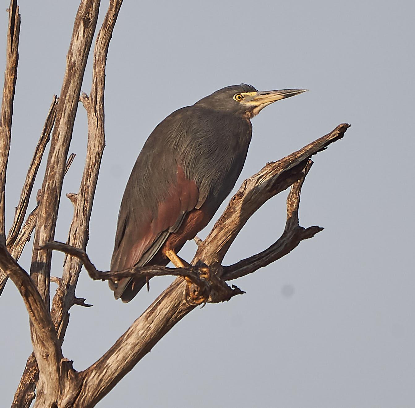 Rufous-bellied Heron Photo by Steven Cheong