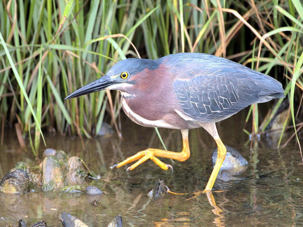 Green Heron Photo by Jackie Connelly-Fornuff