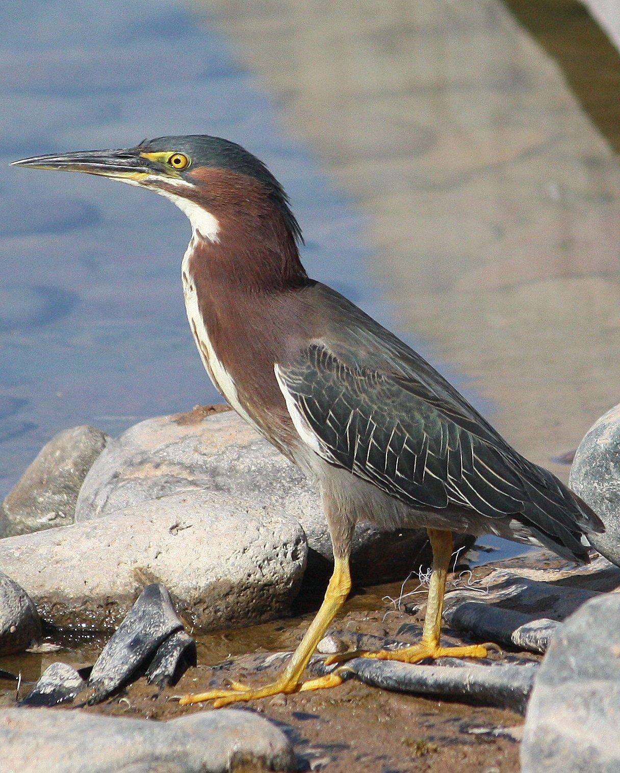 Green Heron Photo by Andrew Core