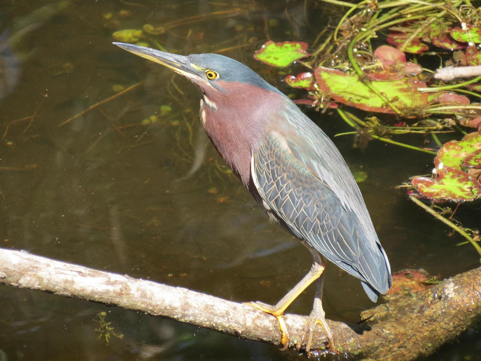 Green Heron Photo by Evelyn [aret
