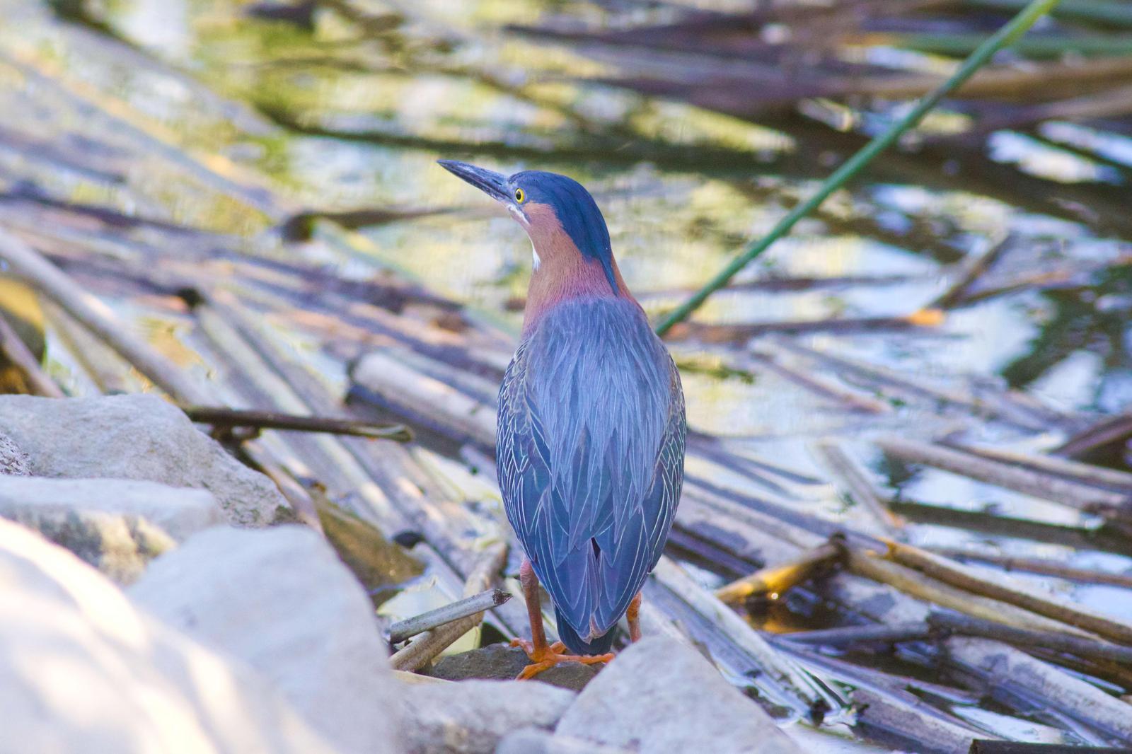 Green Heron Photo by Tom Ford-Hutchinson