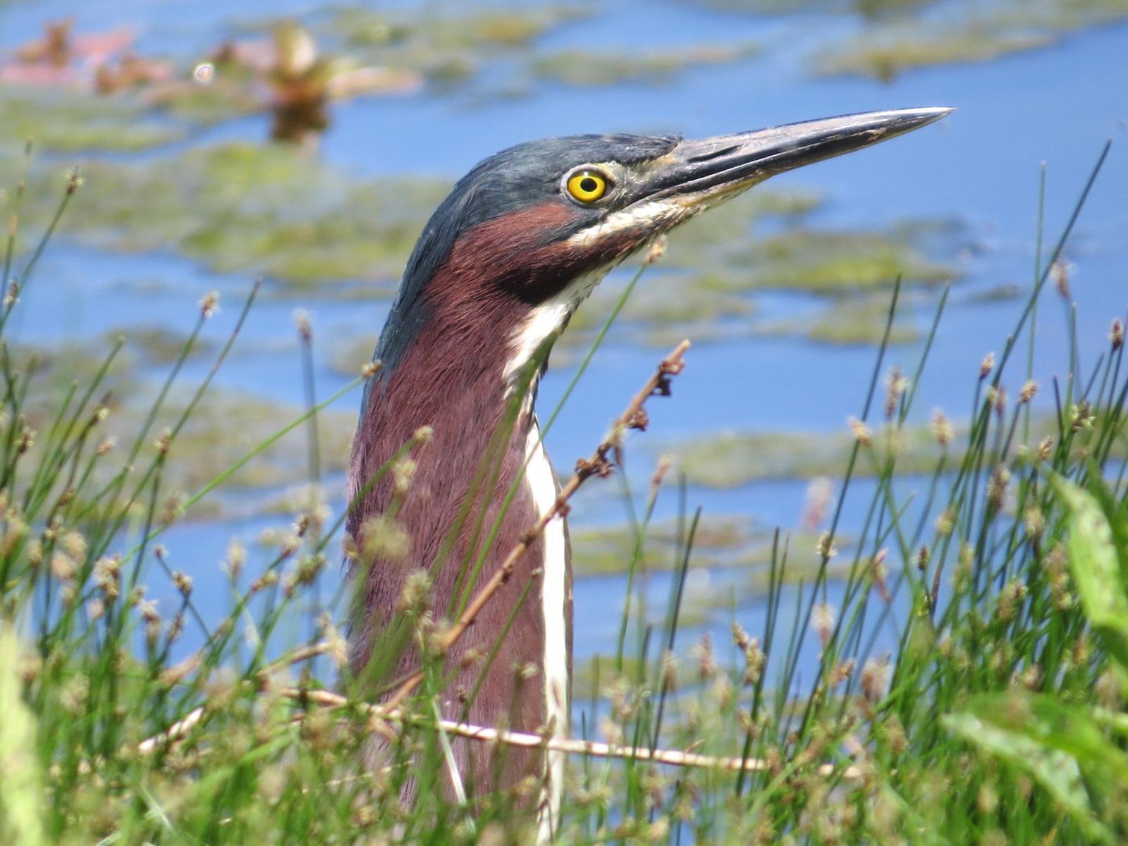 Green Heron Photo by Kathy Wooding