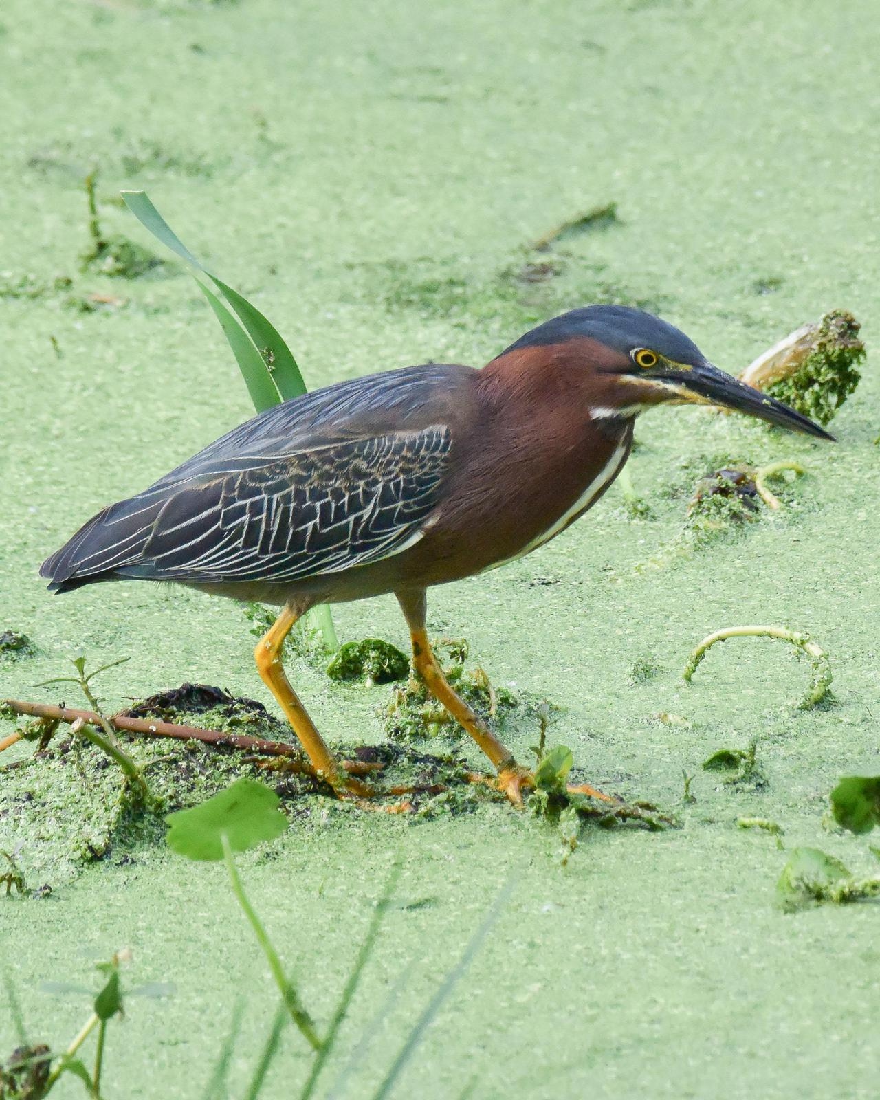 Green Heron Photo by Emily Percival