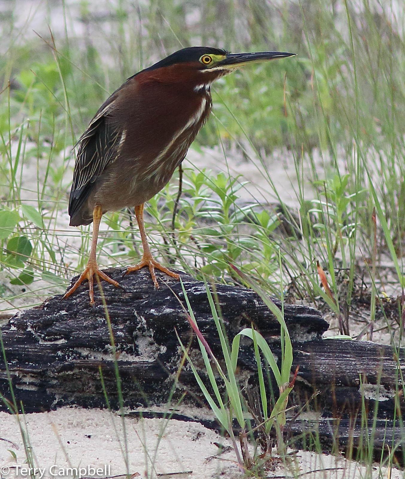 Green Heron Photo by Terry Campbell