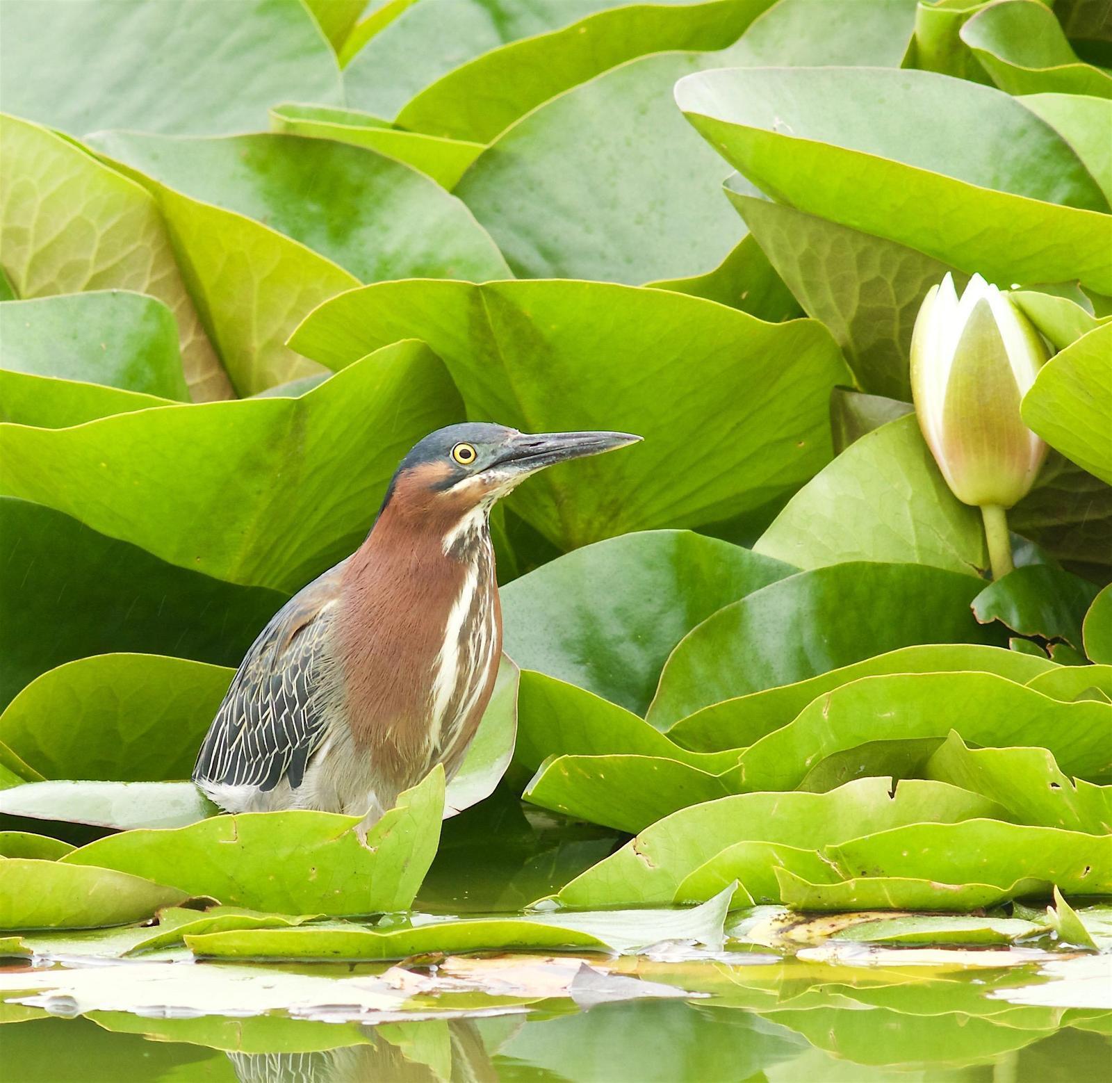 Green Heron Photo by Kathryn Keith