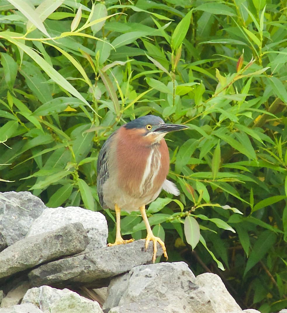 Green Heron Photo by Kathryn Keith