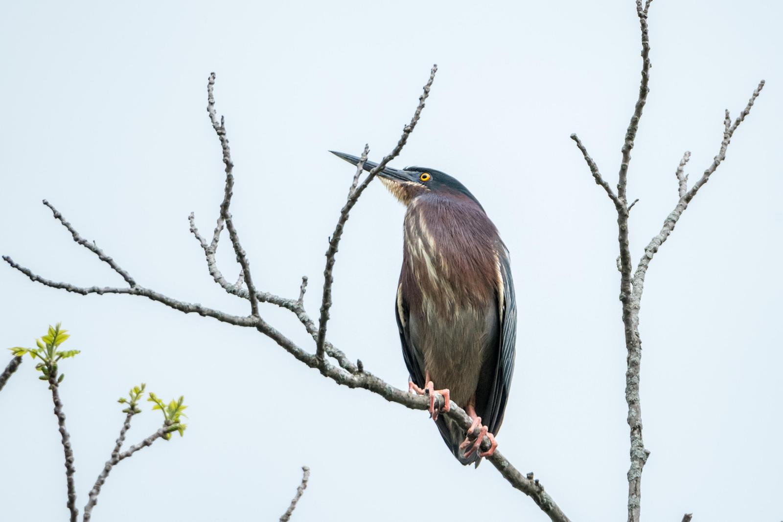 Green Heron Photo by Layton  Rikkers