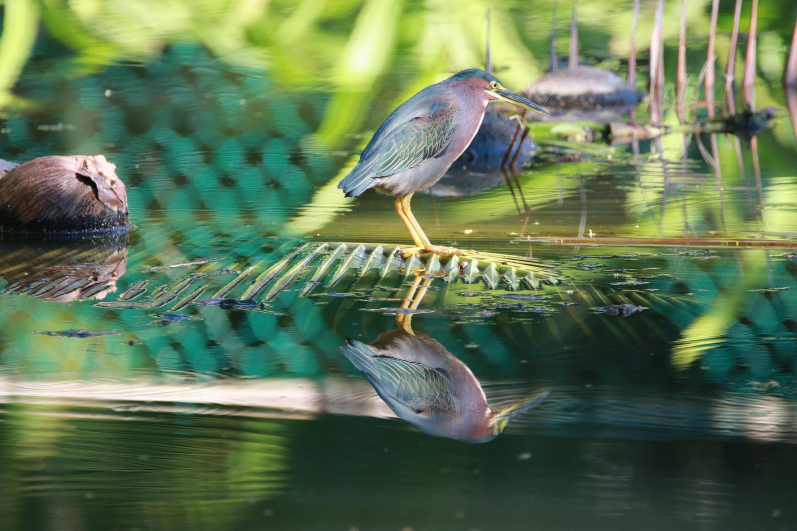 Green Heron Photo by Daniel Rivet