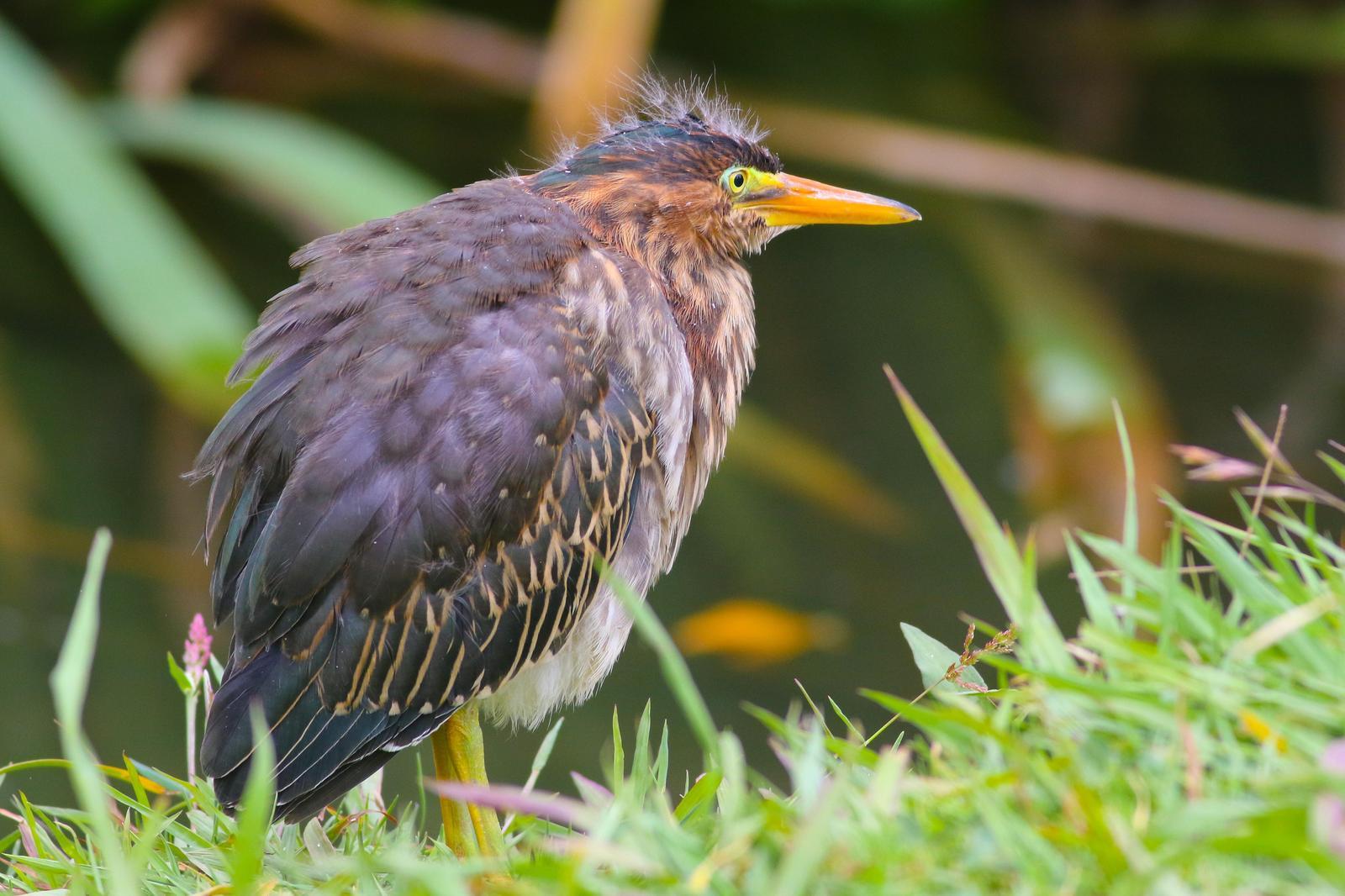 Green Heron Photo by Tom Ford-Hutchinson