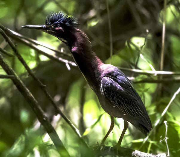Green Heron (virescens/bahamensis) Photo by Chris Denny