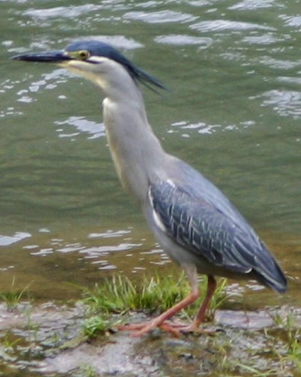 Striated Heron Photo by Monte Taylor