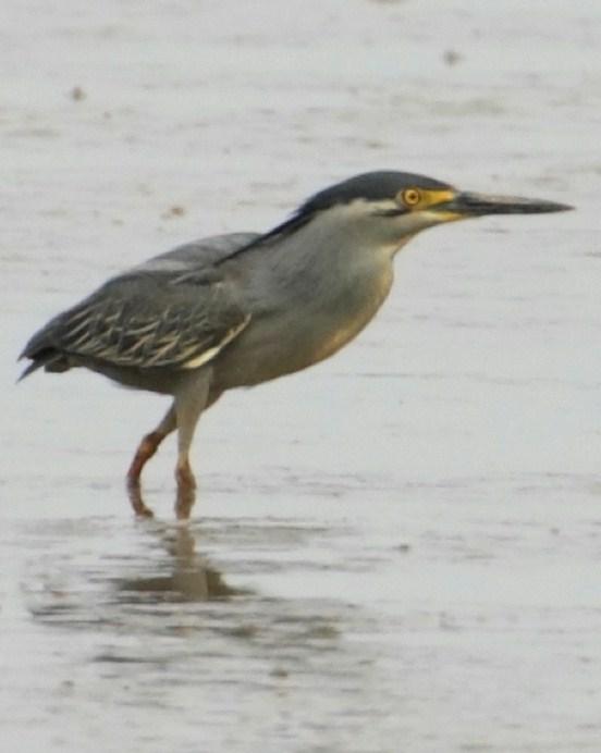 Striated Heron Photo by Monte Taylor