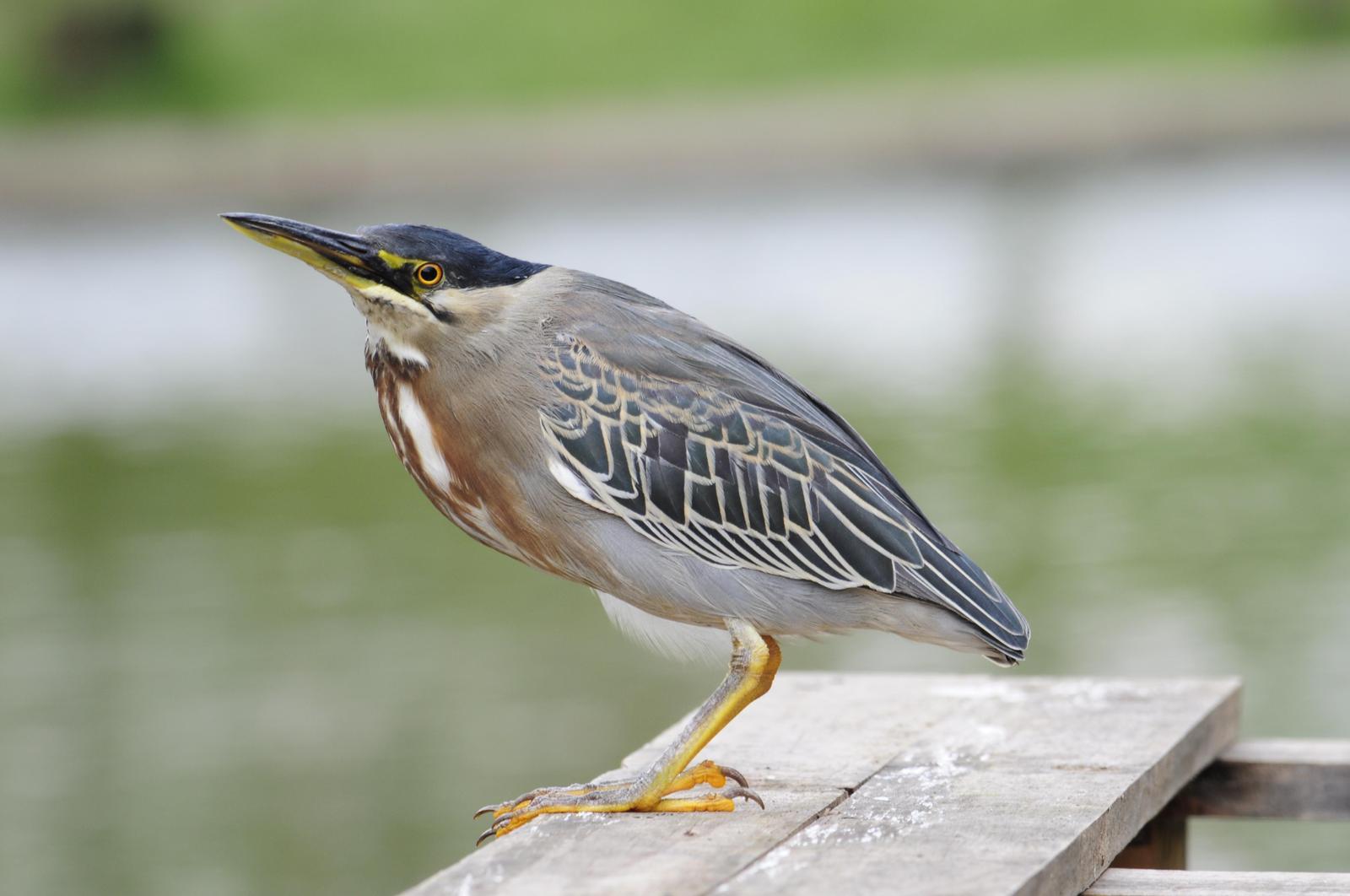Striated Heron Photo by Priscila Couto