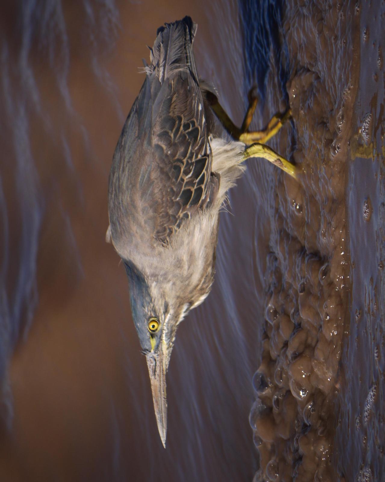 Striated Heron Photo by Peter Lowe