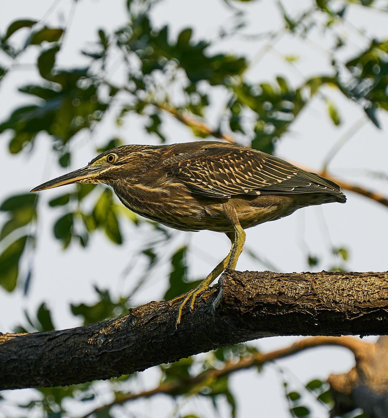 Striated Heron Photo by Steven Cheong