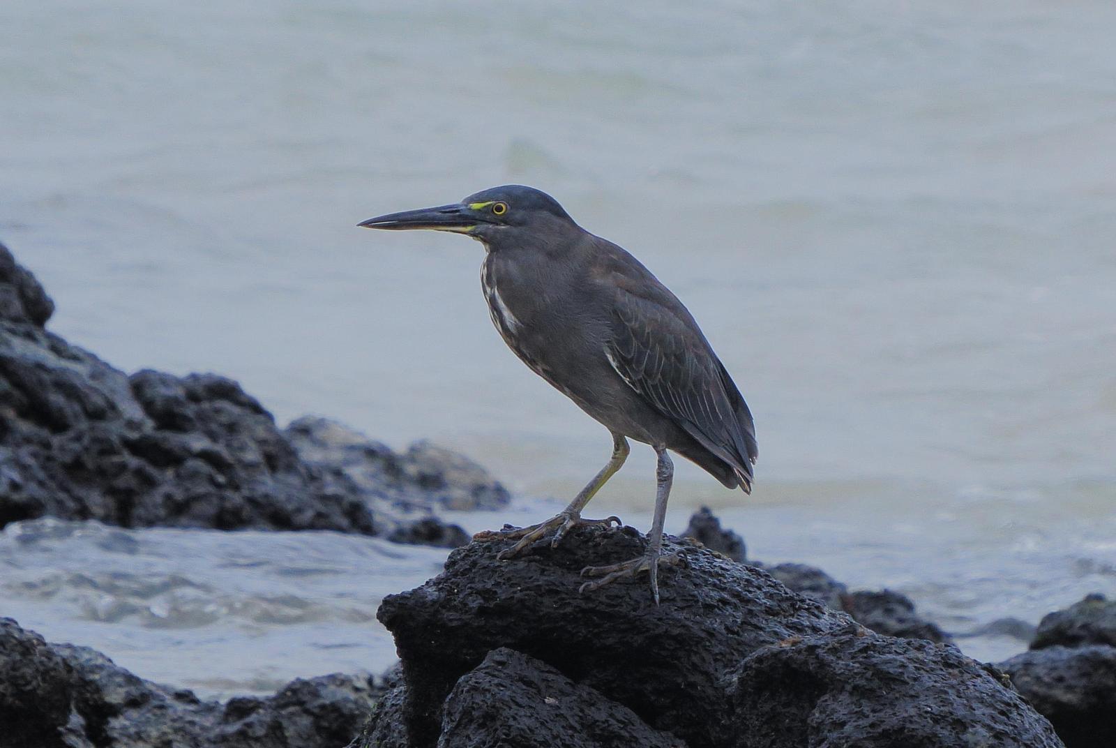 Striated Heron (Galapagos) Photo by Kent Jensen