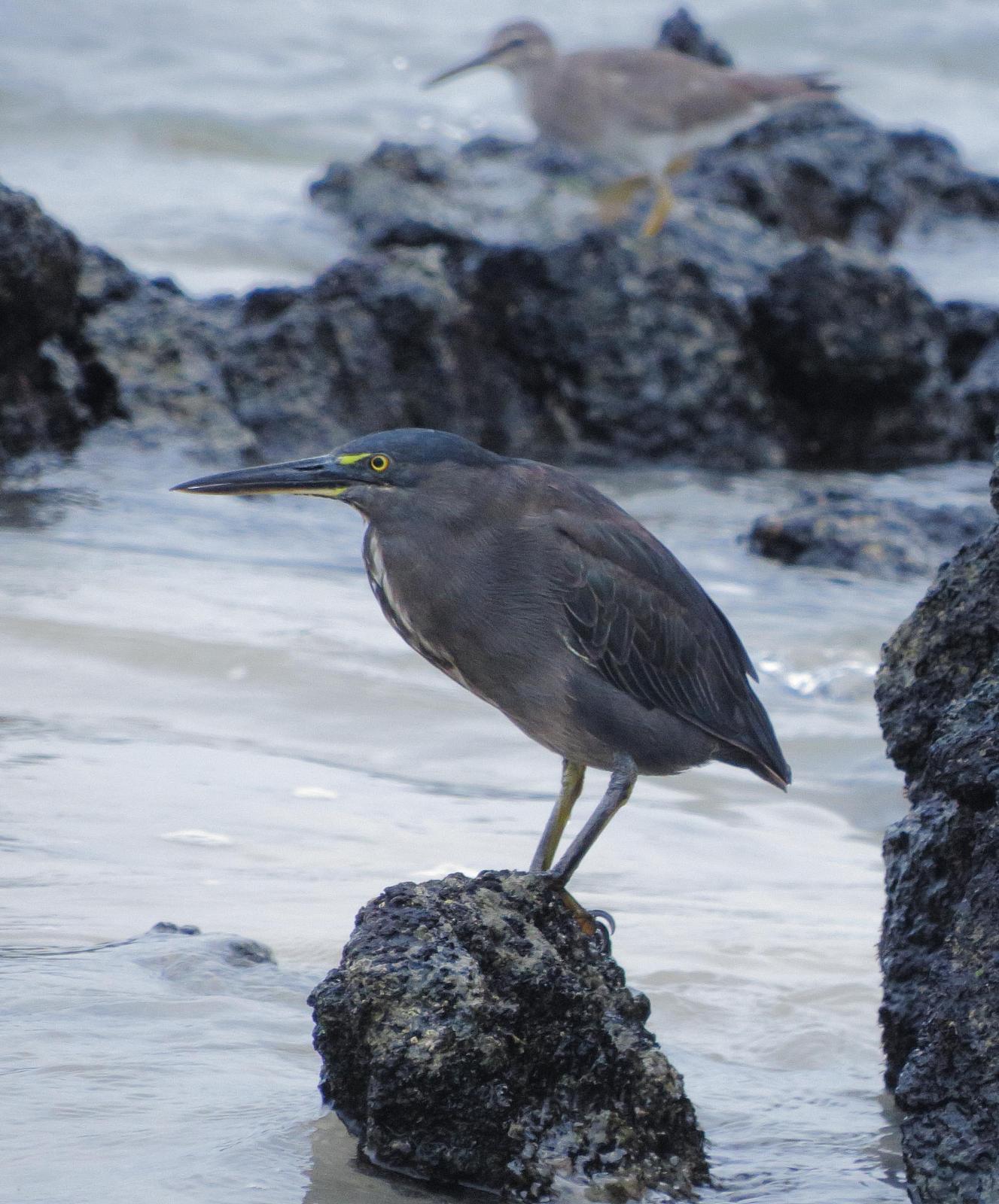 Striated Heron (Galapagos) Photo by Kent Jensen