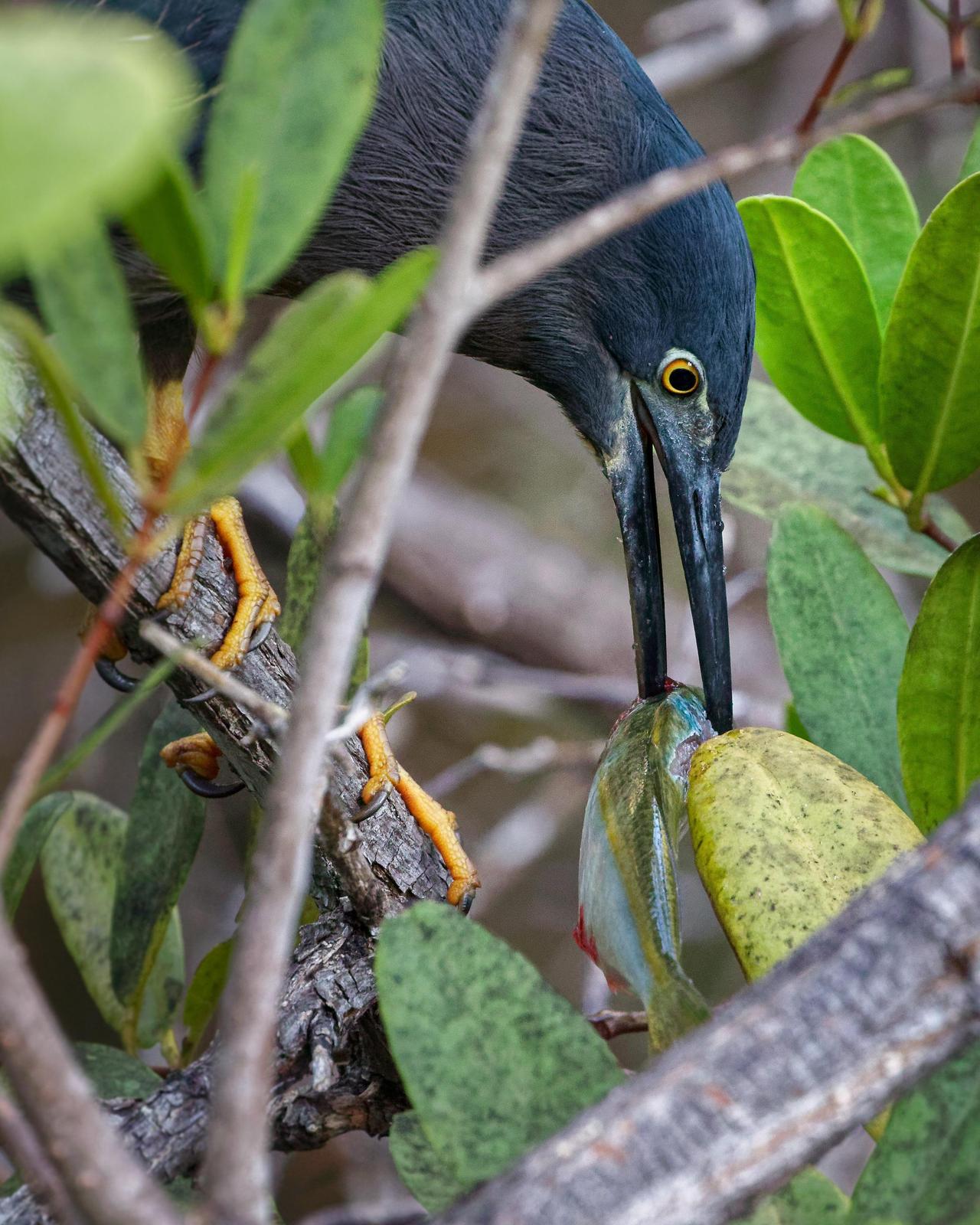 Striated Heron (Galapagos) Photo by Alan Fieldus