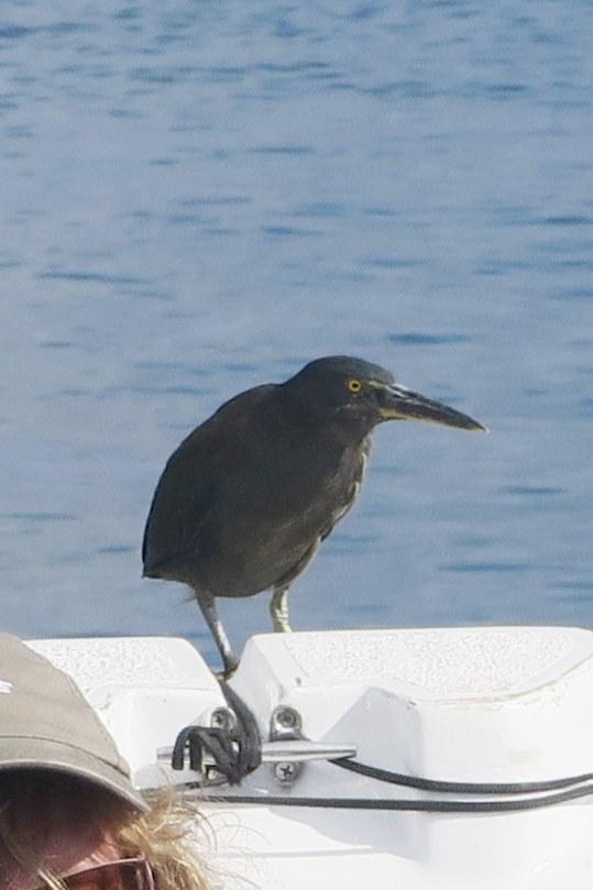 Striated Heron (Galapagos) Photo by Ann Doty