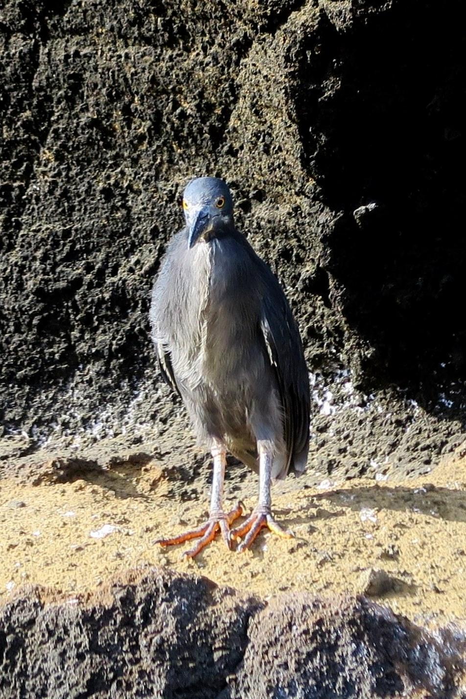 Striated Heron (Galapagos) Photo by Ann Doty