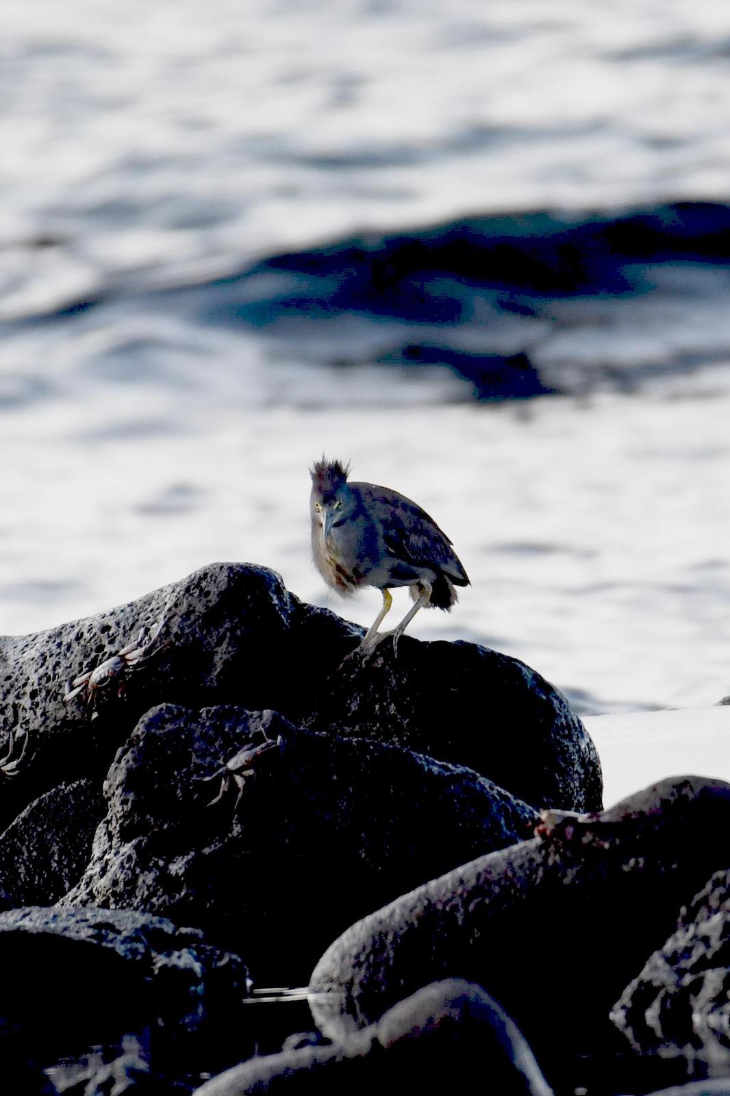 Striated Heron (Galapagos) Photo by Ann Doty