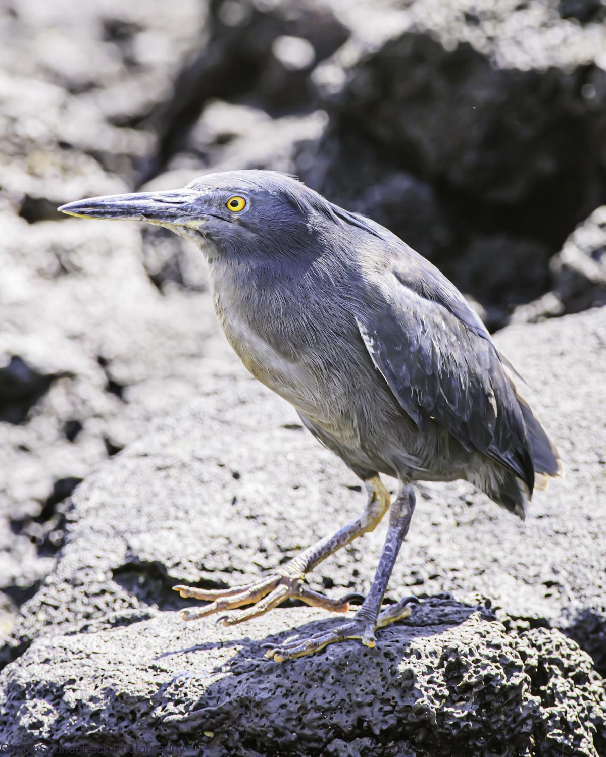 Striated Heron (Galapagos) Photo by Chuck  Schneebeck