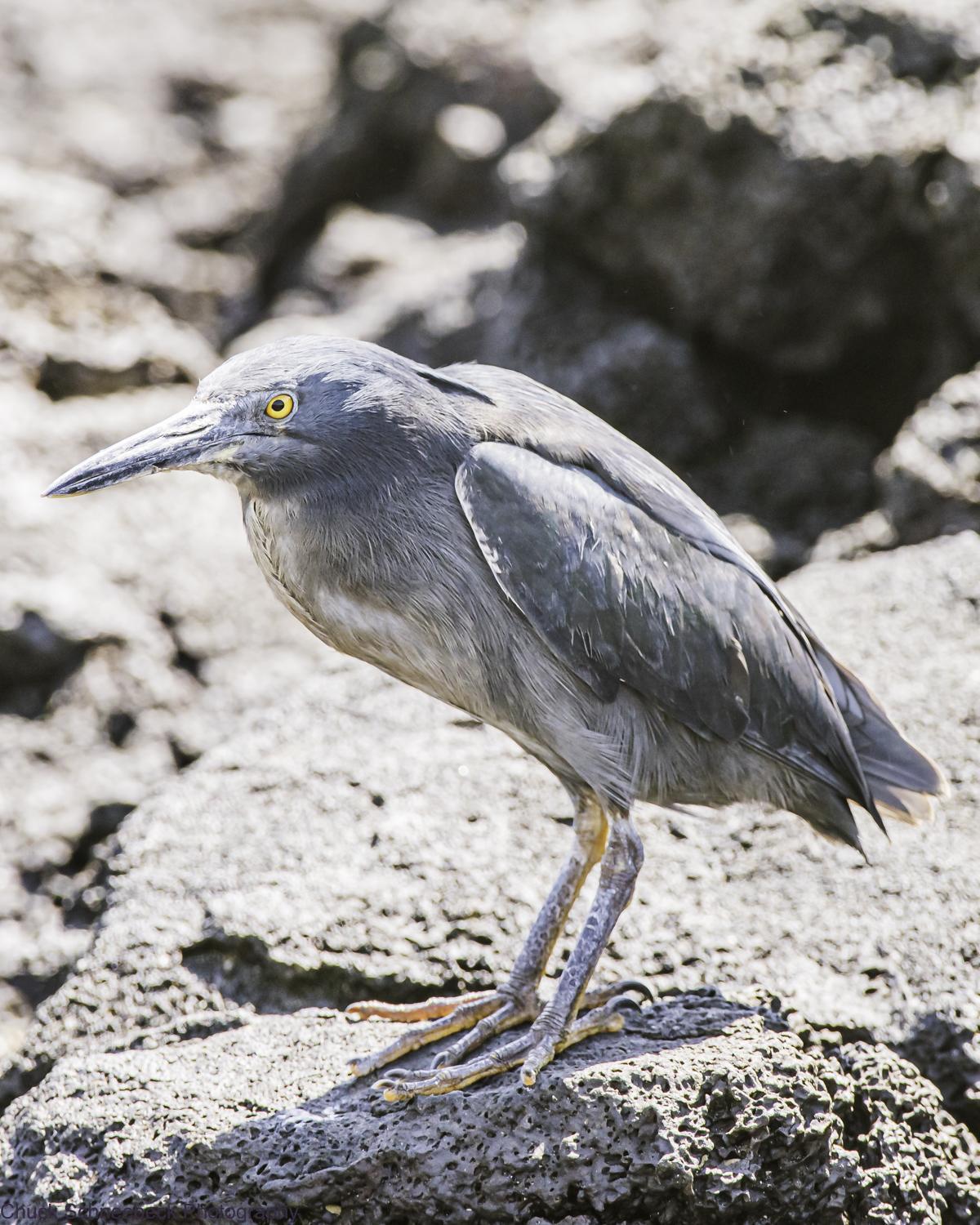 Striated Heron (Galapagos) Photo by Chuck  Schneebeck