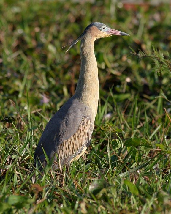Whistling Heron Photo by Peter Boesman