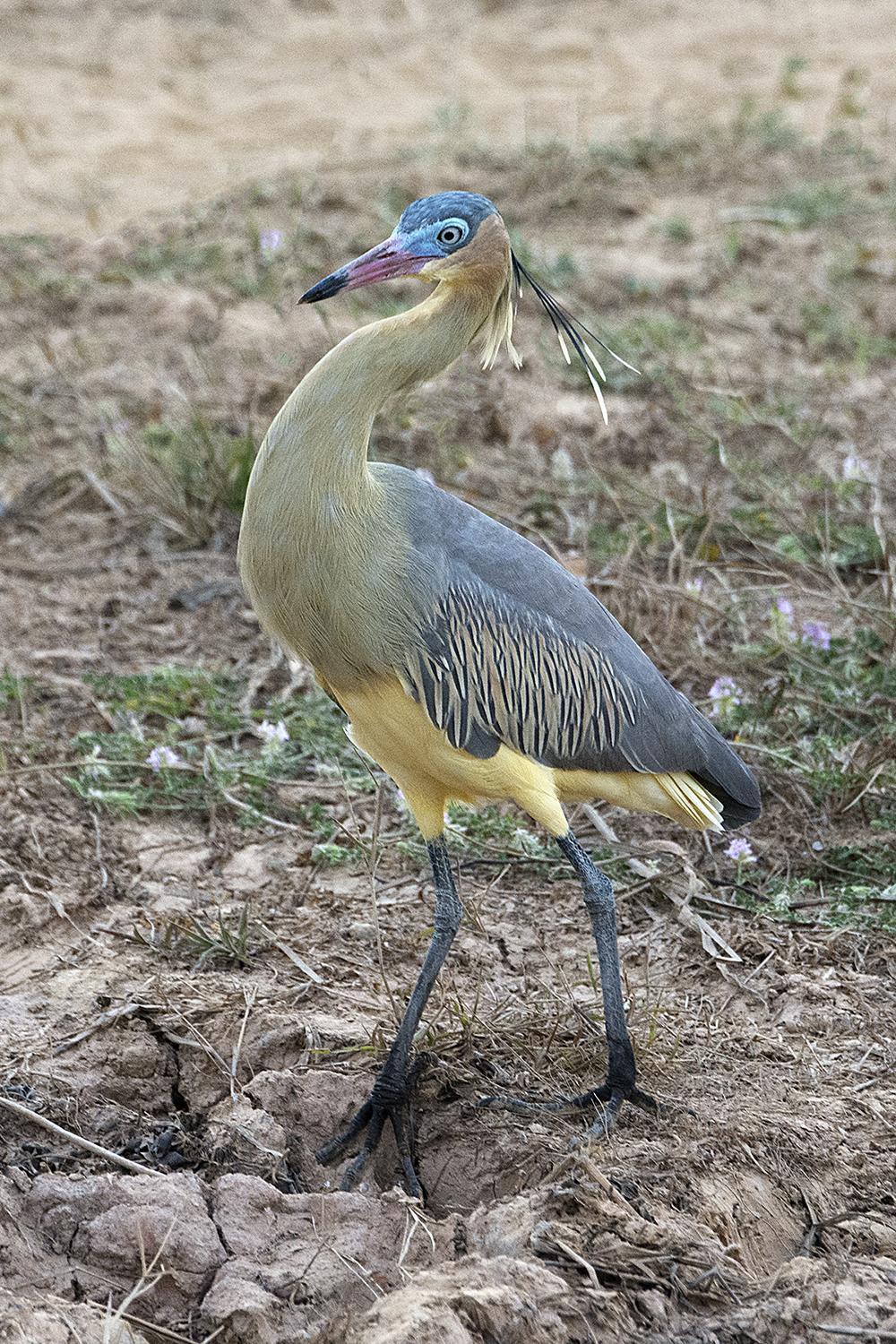 Whistling Heron Photo by Bonnie Flamer