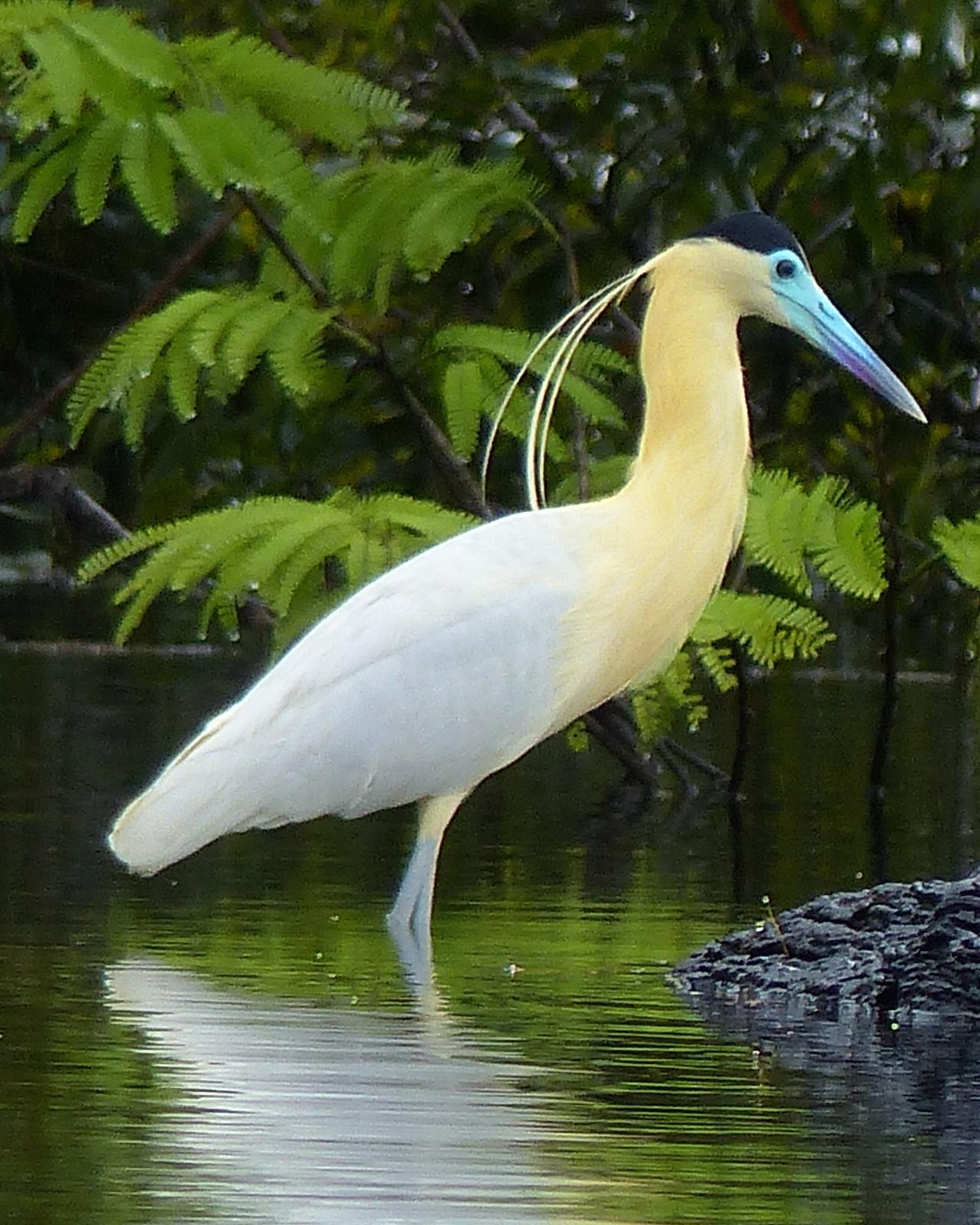 Capped Heron Photo by David Bell