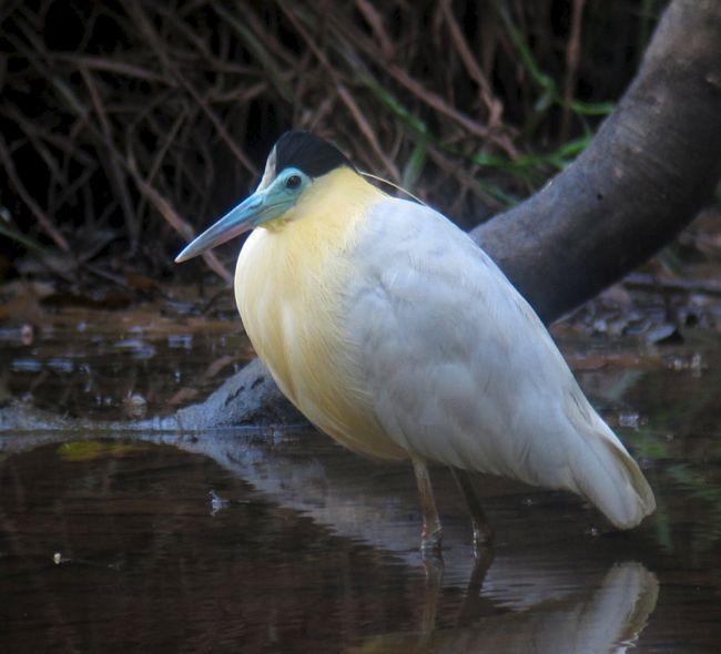 Capped Heron Photo by Andre  Moncrieff
