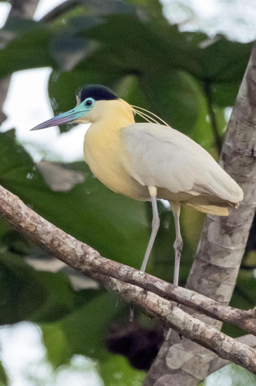 Capped Heron Photo by Phil Kahler