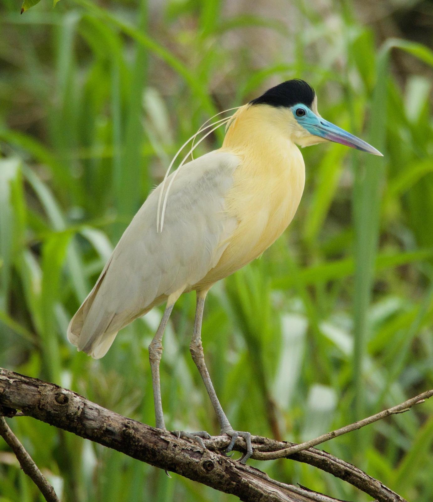 Capped Heron Photo by Susan Leverton