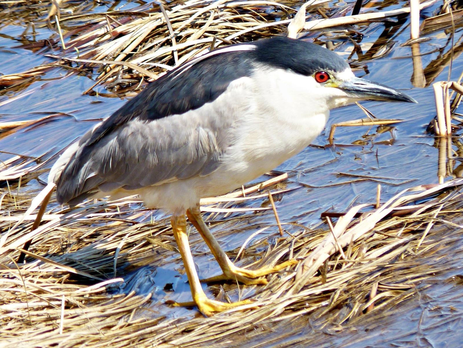 Black-crowned Night-Heron Photo by Bob Neugebauer